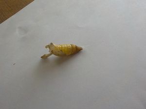 `EĂ悤