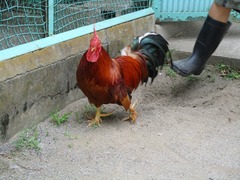 4N 犈
