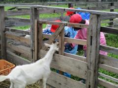 宝登山小動物公園でヤギと触れ合いました