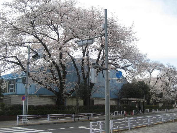 桜　正門　体育館