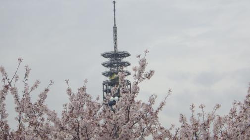 聴力測定待機場所の廊下から見た桜越しのスカイタワー