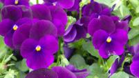 PTA花壇 平成31年4月25日撮影