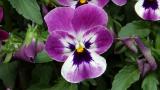 PTA花壇 平成31年4月25日撮影
