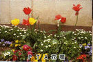 PTA花壇の写真